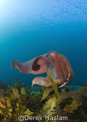 Giant cuttle fish. Sydney. D200, 10.5mm. by Derek Haslam 
